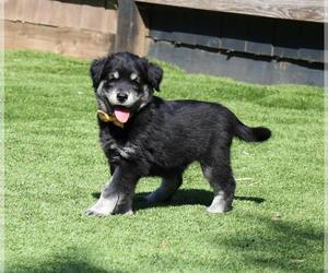 Golden Shepherd Dogs for adoption in San Diego, CA, USA