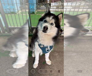 Siberian Husky-Unknown Mix Dogs for adoption in Rustburg, VA, USA