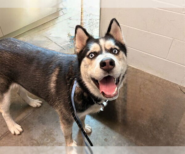 Medium Photo #1 Siberian Husky Puppy For Sale in Tavares, FL, USA