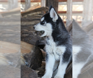 Siberian Husky Puppy for sale in STEVENS, PA, USA