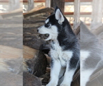 Small Siberian Husky