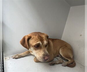 Labrador Retriever Dogs for adoption in Augusta, GA, USA