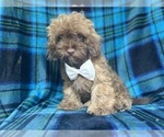 Small #1 ShihPoo