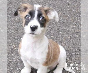 Border Collie-Unknown Mix Dogs for adoption in Washington, DC, USA