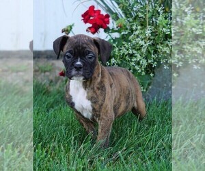 Boxer Puppy for sale in FREDERICKSBG, OH, USA