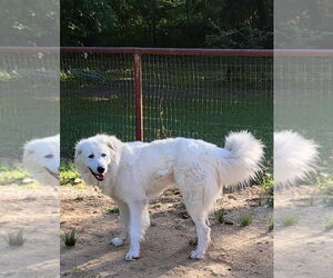 Madison - Female Great Pyrenees Dog for Adoption - Photo #3