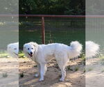 Small #2 Great Pyrenees