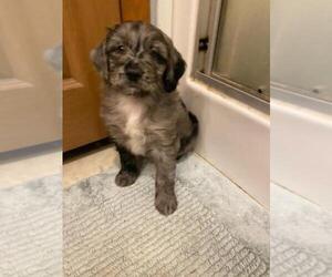 F2 Aussiedoodle Puppy for sale in FINLAYSON, MN, USA