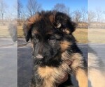 Small Photo #11 German Shepherd Dog Puppy For Sale in SOMERVILLE, OH, USA