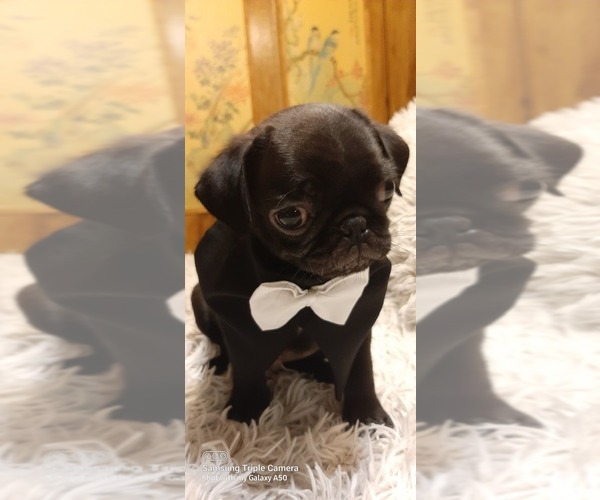 Medium Photo #7 Pug Puppy For Sale in WHITTIER, NC, USA