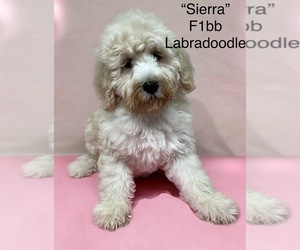 Labradoodle-Poodle (Miniature) Mix Puppy for sale in RADFORD, VA, USA