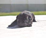 Pumpkin - Female Pug Puppy for Sale - Photo #3