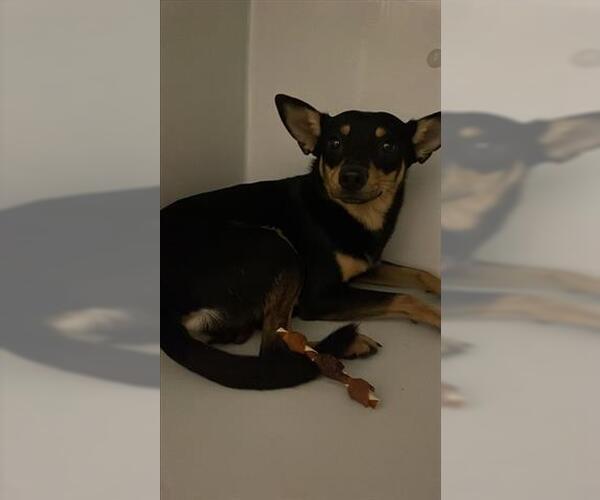 Medium Photo #1 Chihuahua-Unknown Mix Puppy For Sale in Houston, TX, USA