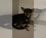 Small Chihuahua Mix