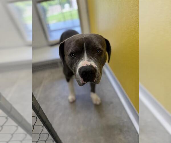 Medium Photo #2 American Pit Bull Terrier-Unknown Mix Puppy For Sale in Temple, TX, USA