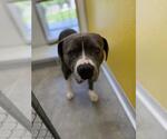 Small Photo #2 American Pit Bull Terrier-Unknown Mix Puppy For Sale in Temple, TX, USA