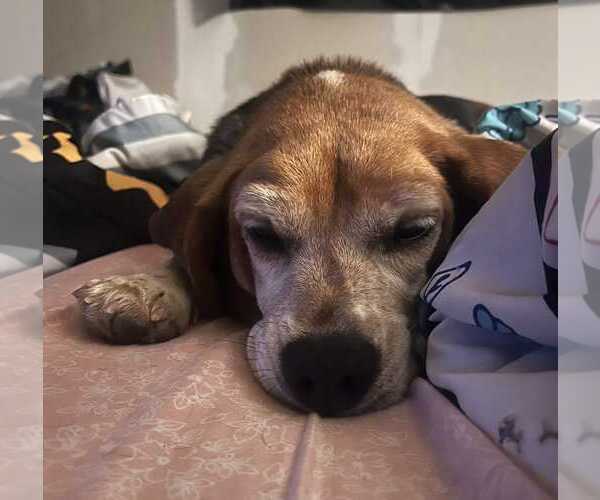 Medium Photo #8 Beagle Puppy For Sale in Dunnellon, FL, USA