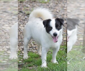 Jack Russell Terrier Puppy for sale in APPLE GROVE, WV, USA