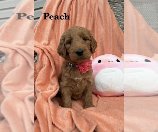 Medium Photo #1 Goldendoodle Puppy For Sale in WOODBURN, IN, USA