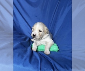 Golden Labrador Puppy for sale in LIVE OAK, FL, USA