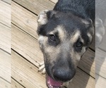 Small #3 German Shepherd Dog
