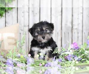Yo-Chon Puppy for sale in MOUNT VERNON, OH, USA