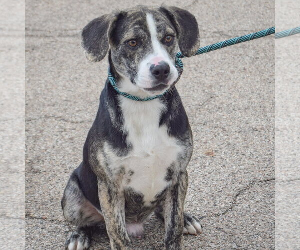 Medium Photo #3 Beagle-Catahoula Leopard Dog Mix Puppy For Sale in Huntley, IL, USA