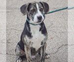 Small #2 Beagle-Catahoula Leopard Dog Mix