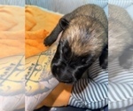Small Photo #162 Belgian Malinois Puppy For Sale in REESEVILLE, WI, USA