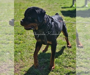 Father of the Rottweiler puppies born on 07/11/2025
