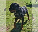 Small Photo #1 Rottweiler Puppy For Sale in KLAMATH FALLS, OR, USA