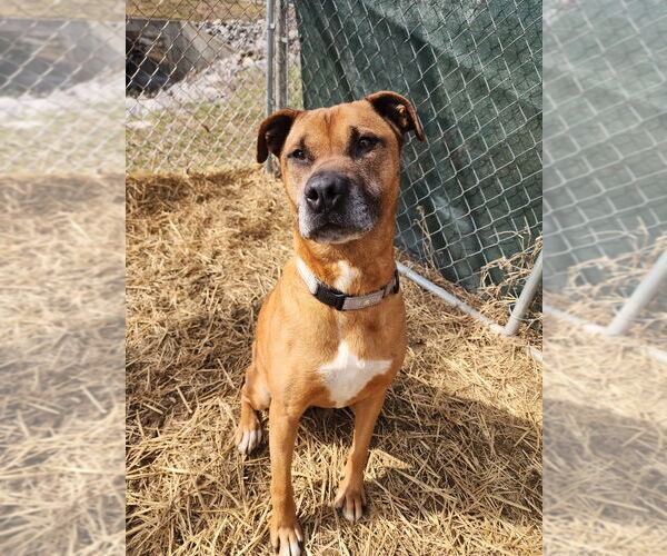 Medium Photo #3 Boxer-Unknown Mix Puppy For Sale in Evansville, IN, USA