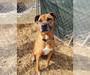 Melody - Female Boxer-Unknown Mix Dog for Adoption - Photo #3