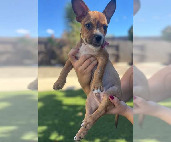 Medium Photo #3 Chihuahua-Unknown Mix Puppy For Sale in San Diego, CA, USA