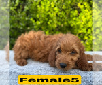Small #13 Goldendoodle (Miniature)