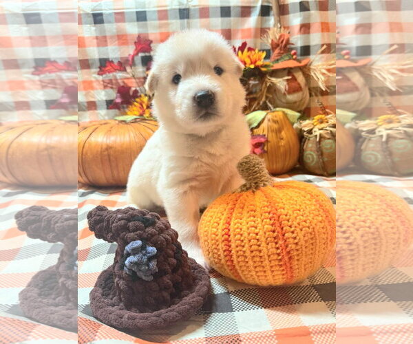 Medium Photo #2 Gerberian Shepsky Puppy For Sale in Severn, MD, USA