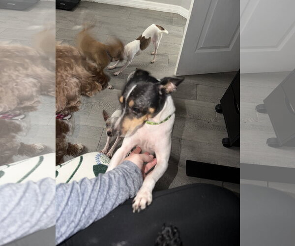 Medium Photo #4 Rat Terrier Puppy For Sale in Orlando, FL, USA