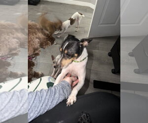 Bobby - Male Rat Terrier Dog for Adoption - Photo #4