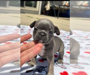 French Bulldog Puppy for sale in HOUSTON, TX, USA