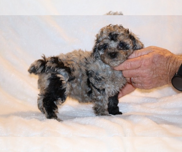 Medium Photo #5 Poodle (Toy) Puppy For Sale in DYERSBURG, TN, USA