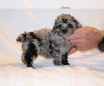 Small #4 Poodle (Toy)