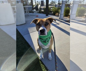 Kylo - Male American Staffordshire Terrier-Labrador Retriever Mix Dog for Adoption - Photo #8