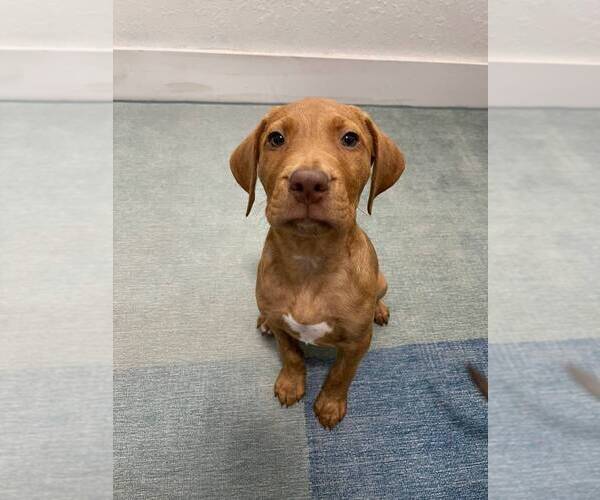 Medium Photo #1 Labrador Retriever-Unknown Mix Puppy For Sale in Oakland Park , FL, USA