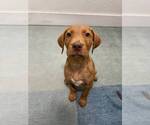Floyd - Male Labrador Retriever-Unknown Mix Dog for Adoption - Small photo