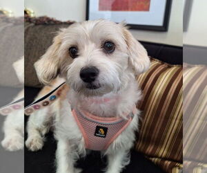 Maltese-Unknown Mix Dogs for adoption in Mundelein, IL, USA
