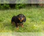Small #13 Dachshund