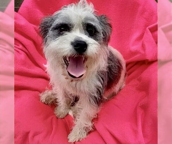 Medium Photo #4 Shih Tzu-Unknown Mix Puppy For Sale in Missouri City, TX, USA