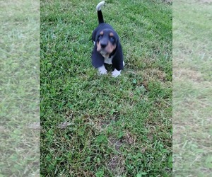 Basset Hound Puppy for Sale in FAYETTEVILLE, Tennessee USA