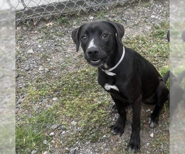 Medium Photo #2 Labrador Retriever-Unknown Mix Puppy For Sale in Conroe, TX, USA