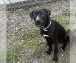 Small #1 Labrador Retriever Mix